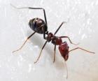 Karınca, bir böcek ki hemen her yerde dünyasında mevcut